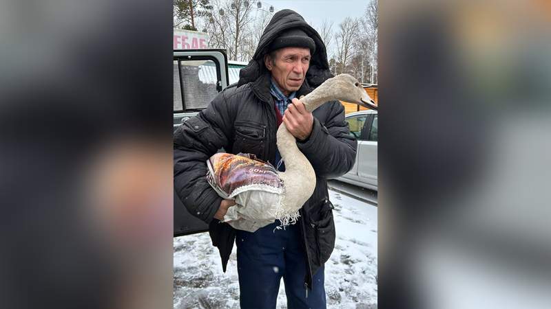 Раненого птенца лебедя спасли в Акмолинской области