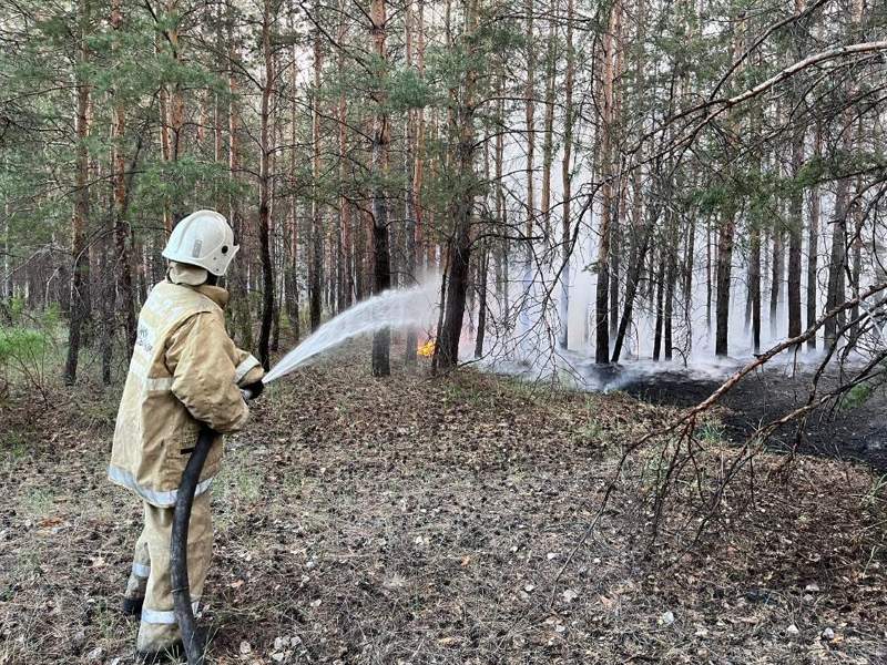Крупный лесной пожар в Абайской области. Что известно к этому часу