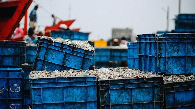Казахстан предлагает рыбу Франции и Швейцарии