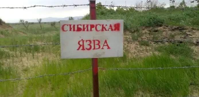 Заражение сибирской язвой. В Алматинской области зафиксировали подозрение на болезнь