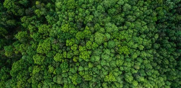 Проект новой Конституции обяжет казахстанцев беречь природу