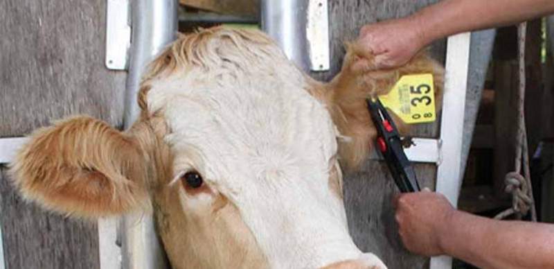 Казахстан ограничил ввоз кормов для животных из России