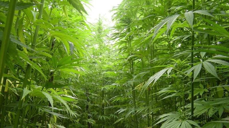 Дроны будут контролировать выращивание конопли в Казахстане