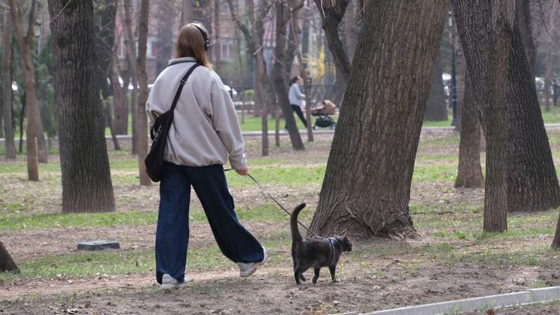 В Алматы с 1 июня  стартует программа по чипированию домашних животных 