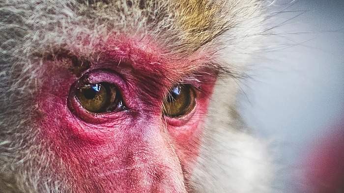 Уникальный эксперимент. Японские учёные восстановили зрение обезьяны с помощью стволовых клеток человека