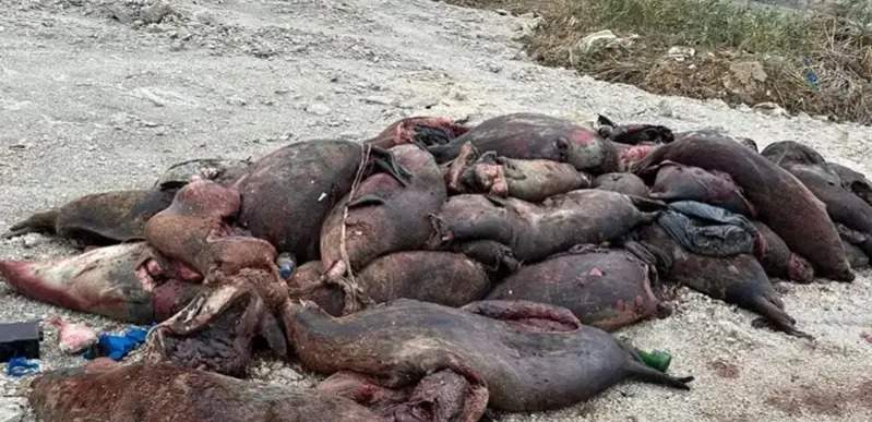 Названа возможная причина массовой гибели тюленей на побережье Каспия 