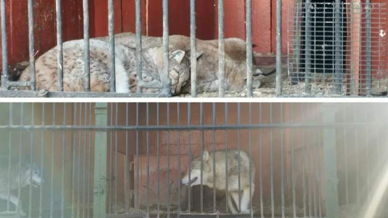 Прокуратура проверит передвижной зоопарк в Актау. Животных держат в маленьких клетках