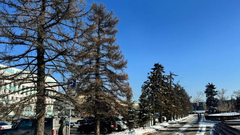 На площади Республики в Алматы вырубят 26 елей