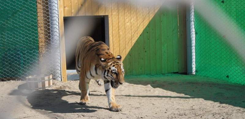 В Казахстан скоро привезут новых тигров для восстановления популяции