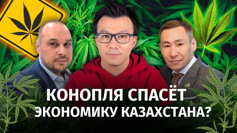 Конопля и налоги: как пополнить казну через легализацию?