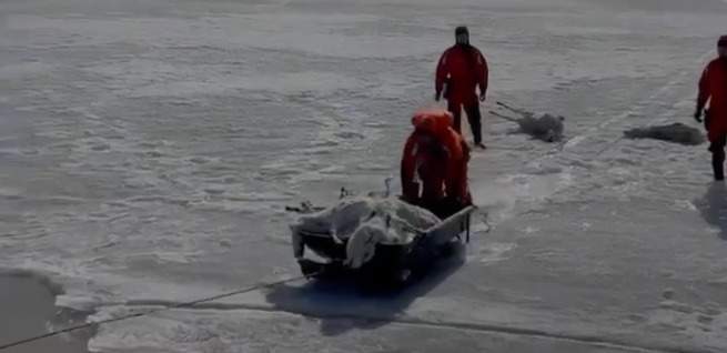 На Кенгирском водохранилище обнаружены 67 туш сайгаков