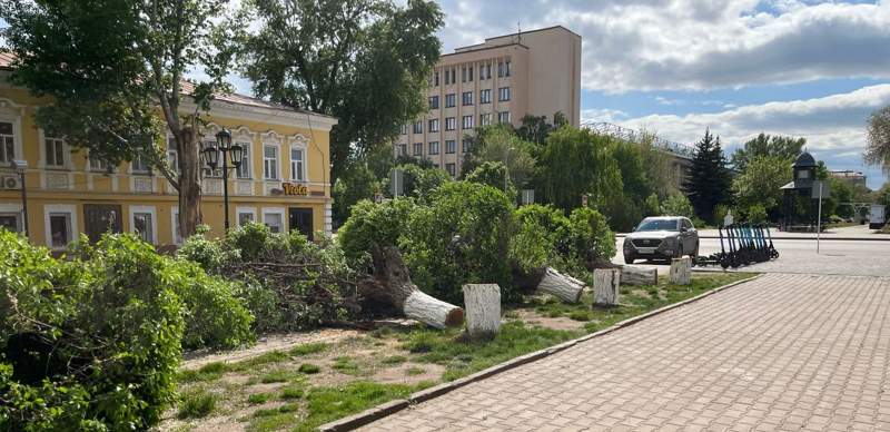 Сотню деревьев вырубили в центра Уральска: как это объясняют в акимате