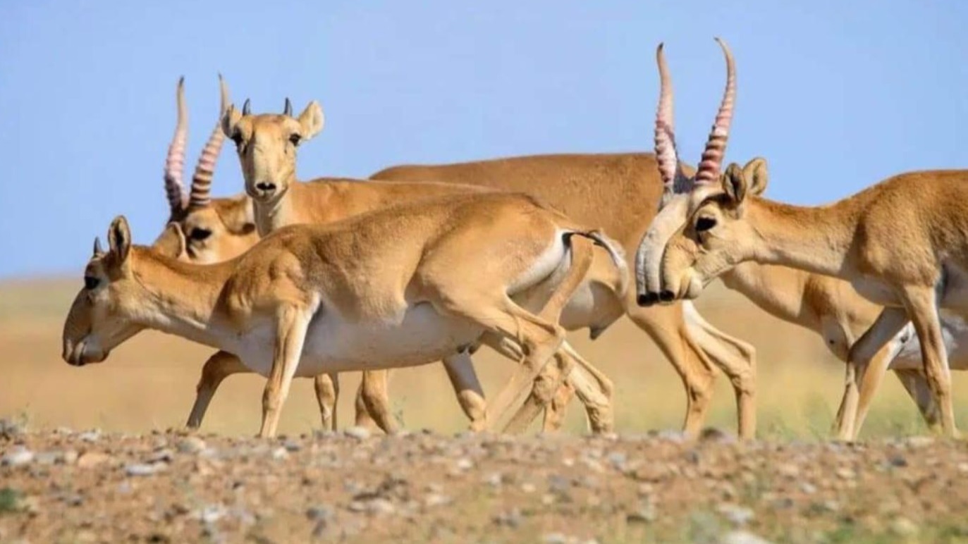 "Основной покупатель – Китай": в Казахстане начнут маркировать рога сайгаков для сохранения популяции