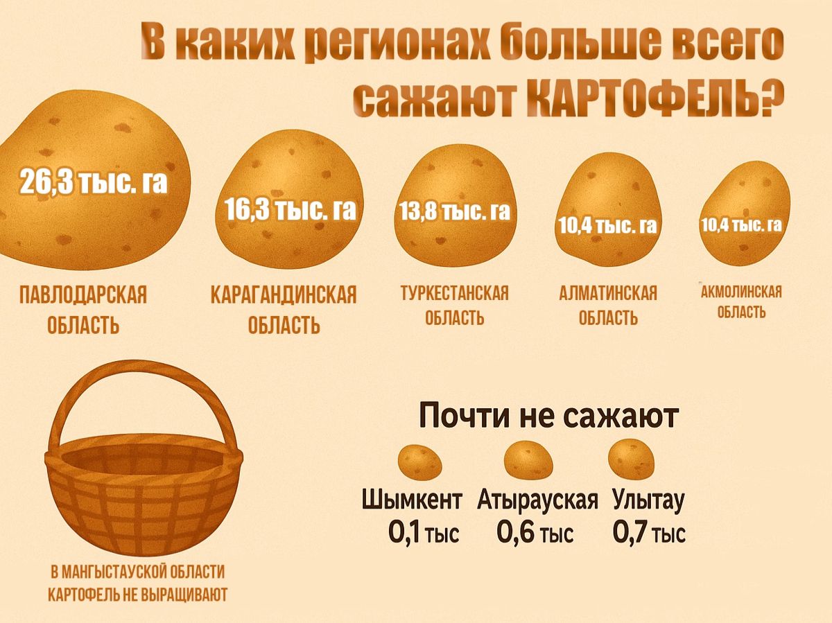 В каких регионах больше всего сажают картофель В каких регионах больше всего сажают картофель