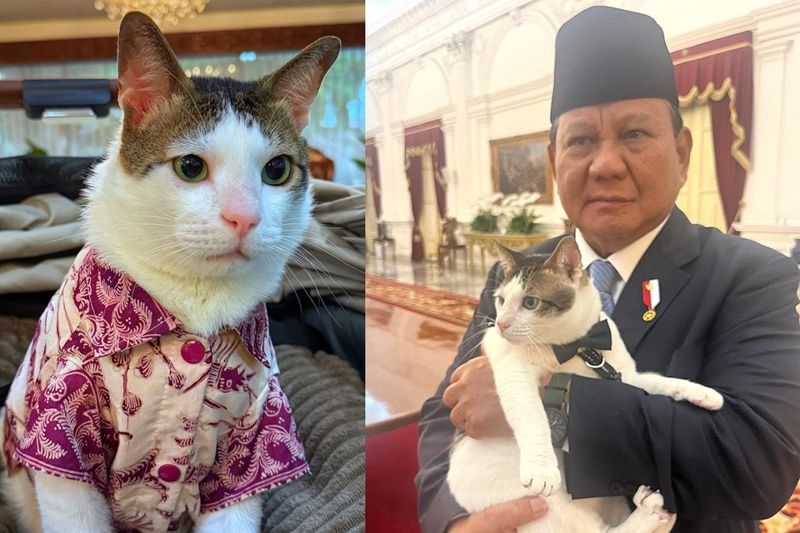 Президента Индонезии раскритиковали за любовь к коту