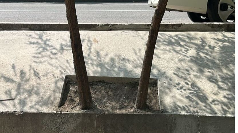 После вмешательства алматинцев деревья от бетона избавили