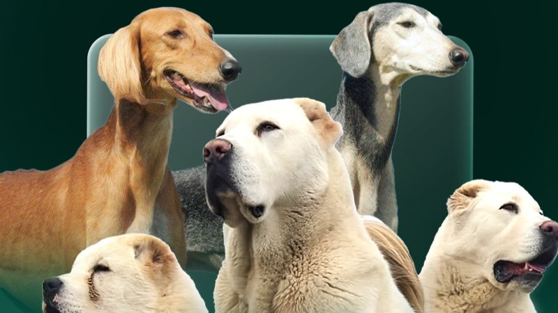 Учёные из Казахстана стали соавторами исследования о происхождении собак, опубликованного в Science