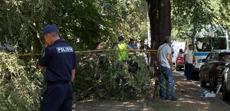 Девушка погибла после падения на неё тяжёлой ветки в центре Алматы
