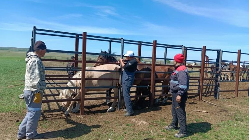 В Карагандинской области при помощи отечественной вакцины остановили массовое заболевание лошадей