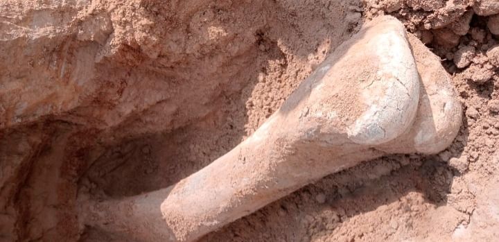 Житель села во время рыбалки обнаружил кость мамонта на севере Казахстана