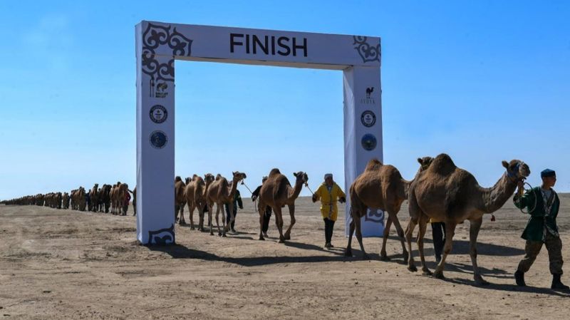 Караван верблюдов из Алматинской области внесут в Книгу рекордов Гиннесса