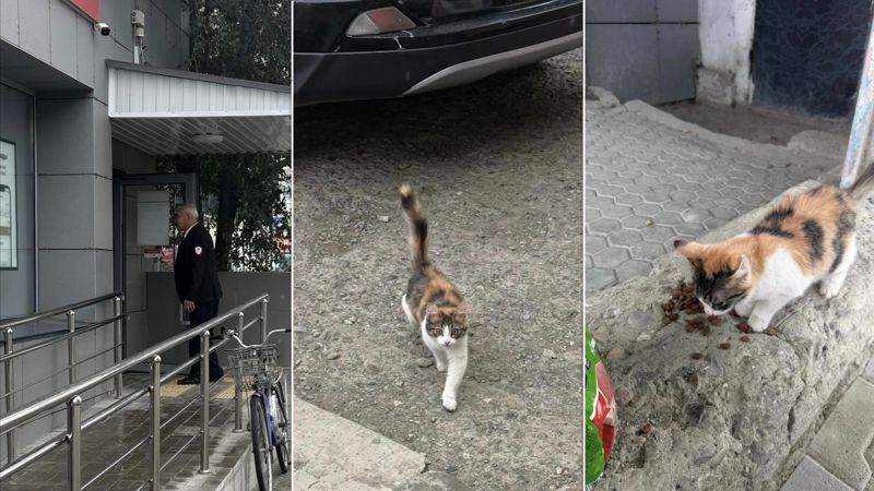 Kaspi пообещал найти дом котёнку, которого ударил их охранник в Атырау