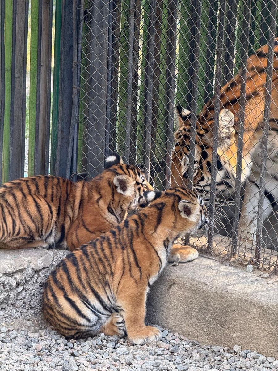 Тигрята в зоопарке Алматы 