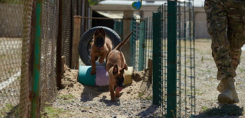 Кинологи Нацгвардии впервые приняли на службу голландских овчарок