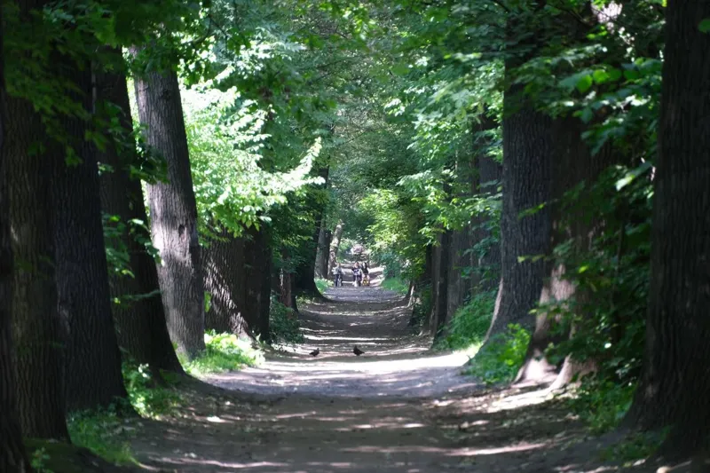 Роща Баумана