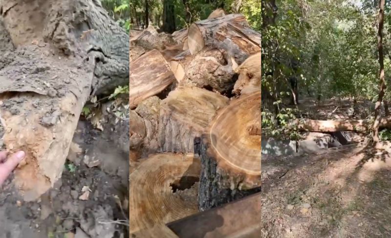 Вырубка деревьев или уборка: что происходит в роще Баума