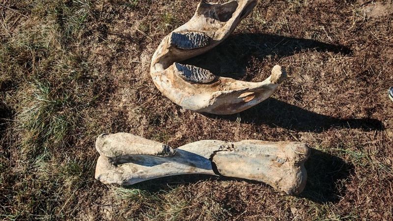 В Акмолинской области нашли кости мамонта