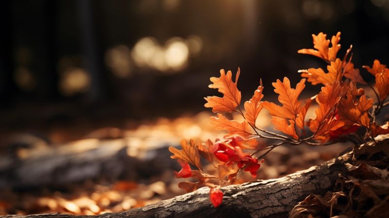 Какая погода ждёт жителей Астаны, Алматы и Шымкента в эти выходные 