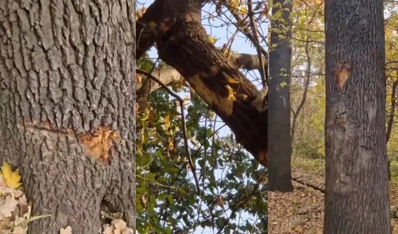 Повреждённые деревья в роще Баума