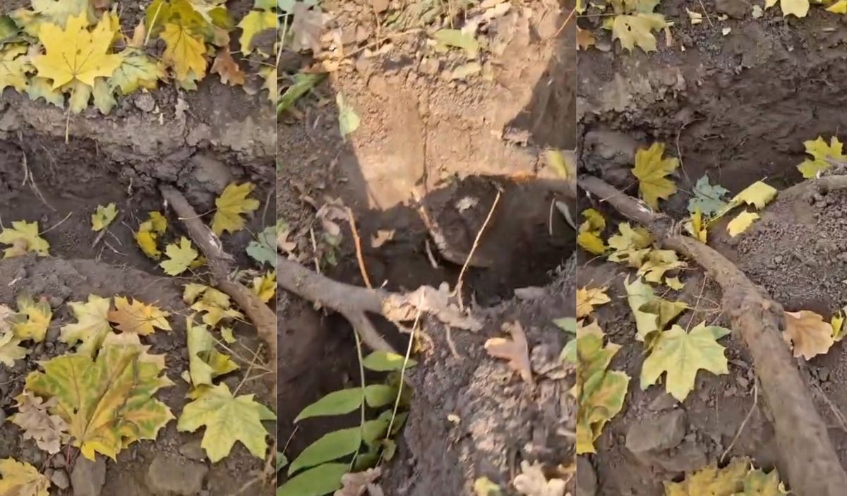 Оголённые корни деревьев в роще Баума