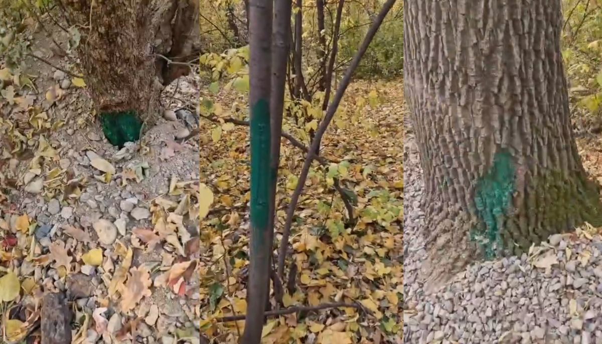 Деревья в роще Баума замазали зелёнкой