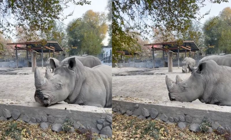 "Целился прямо в глаз": в Алматы посетитель зоопарка чуть не ранил носорога предметом