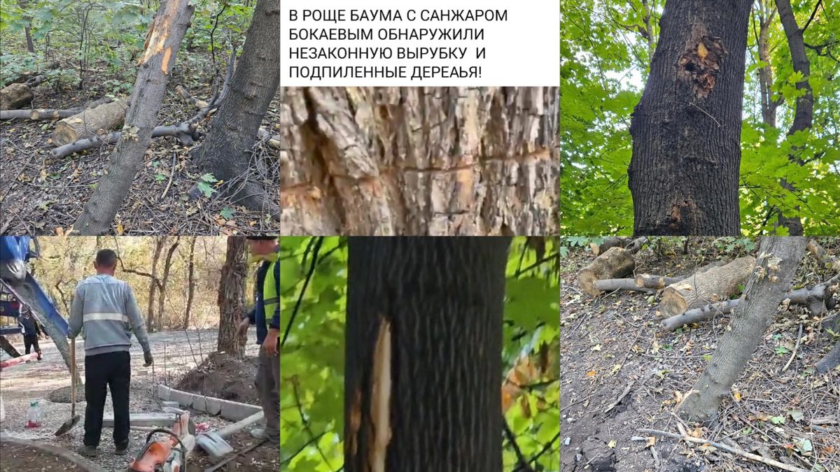 Повреждённые деревья в роще Баума