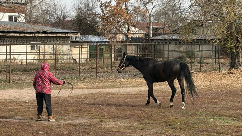В Алматы лошадей для иппотерапии перевели в тёплые конюшни после сообщений о замерзающих животных