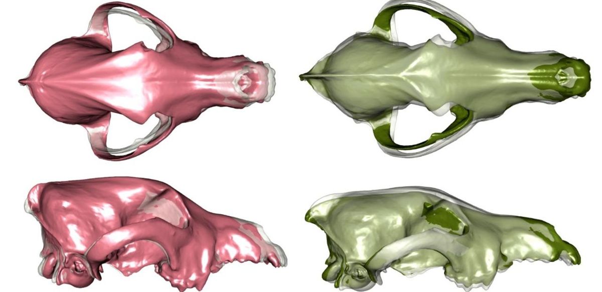 Фото из исследования