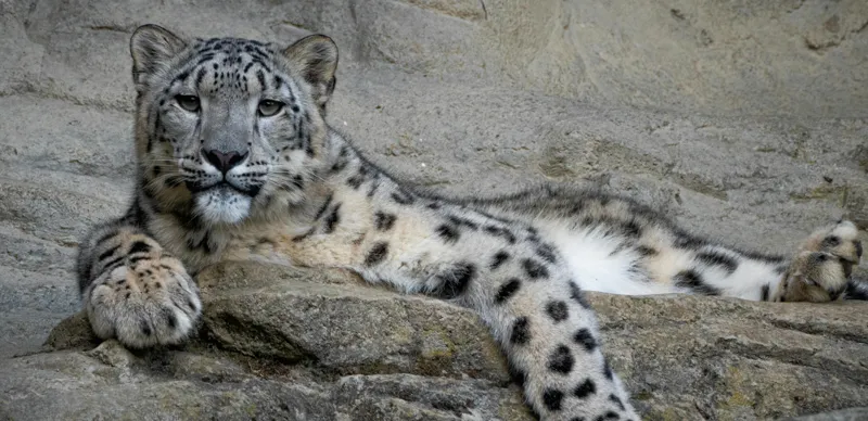 Снежный барс