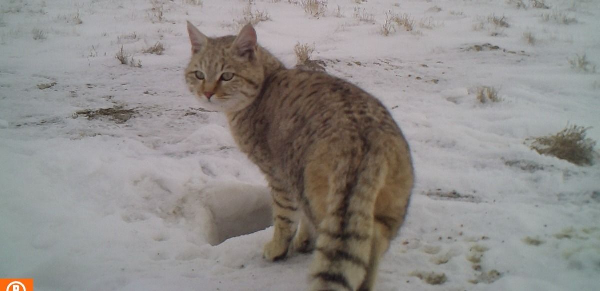 Степная кошка