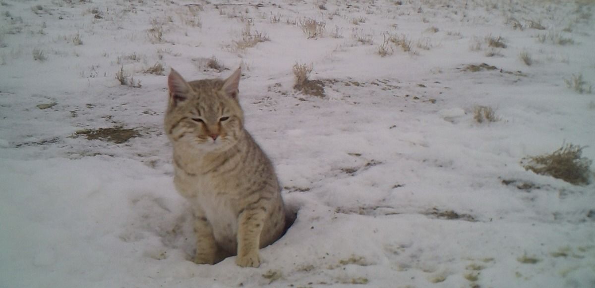 Степная кошка