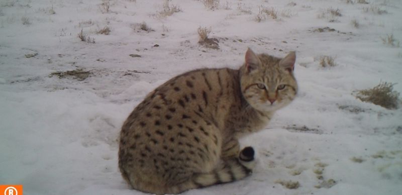 Степную кошку зафиксировали фотоловушки на плато Устюрт