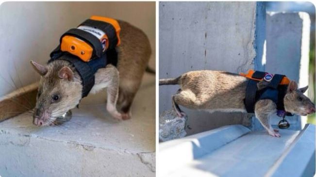 В Турции крысы-спасатели будут искать людей под завалами после землетрясения