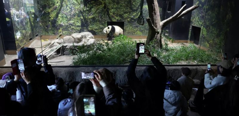 Тысячи японцев пришли в зоопарк Токио попрощаться с последними в стране пандами