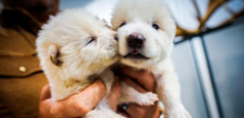 Генетическое биохранилище для исчезающих видов появится в ОАЭ