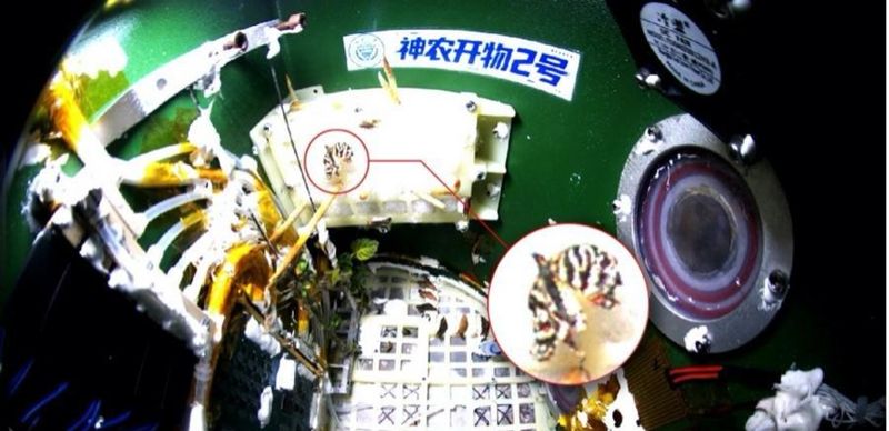 Впервые в истории бабочка вылупилась в космосе