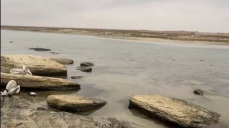Причину гибели лебедей и уток выясняют в Мангистау