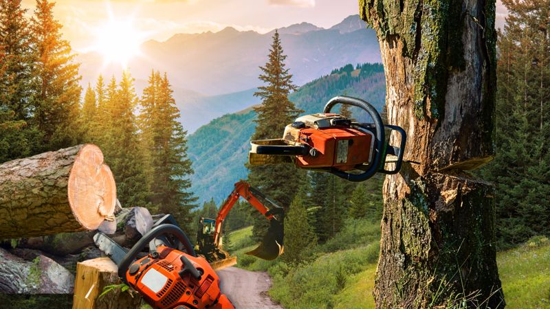 Больше двух тысяч деревьев вырубят в горах Алматы для дороги на Кок-Жайляу