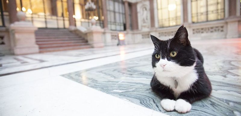 Умер легендарный кот-дипломат британского МИДа